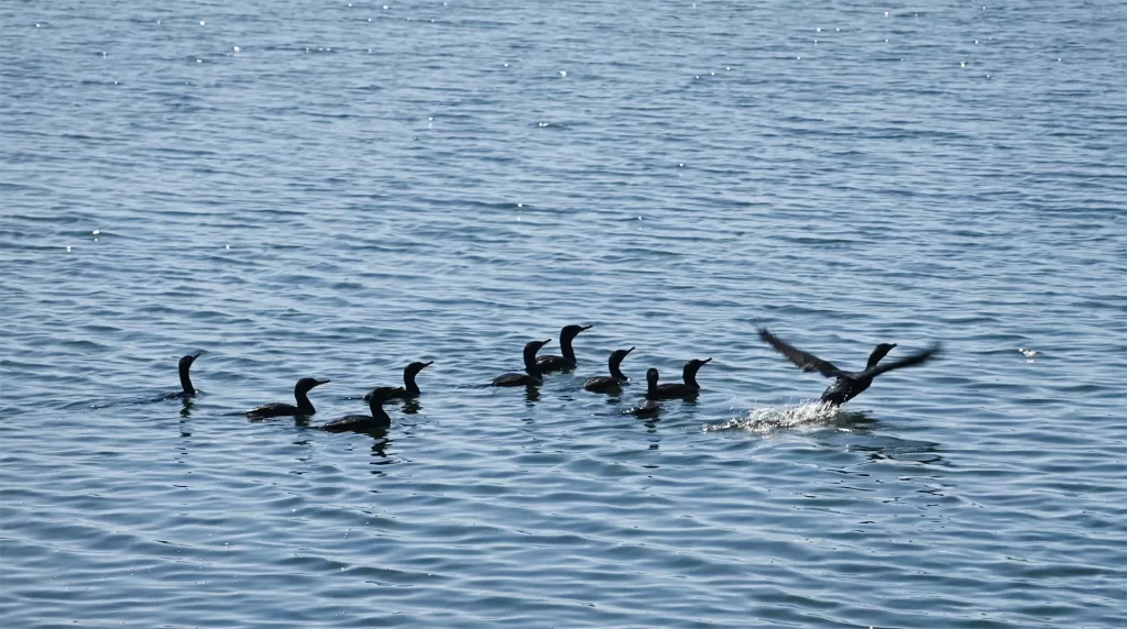 Showroom-Cala-del-Yacht14